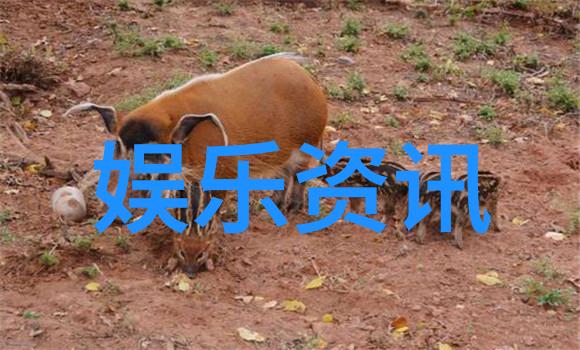 电影下载大师如何安全快速获取最新影片