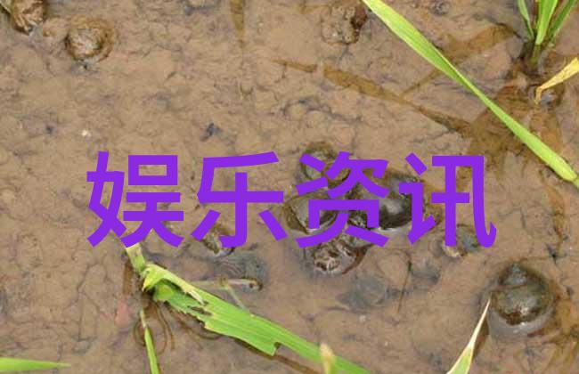 赵丽颖与冯绍峰婚姻解体背后的真相娱乐圈夫妻难题隐私保护个人成长方向冲突