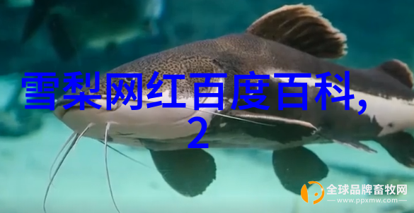 综艺魅影一位偶然的明星