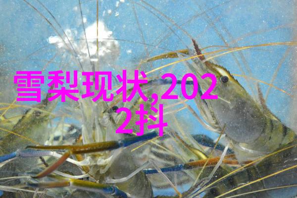 荷花绽放一场水中盛宴的艺术展现