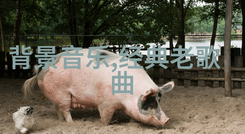 娱乐圈八卦大揭秘综艺热门明星背后的真实故事