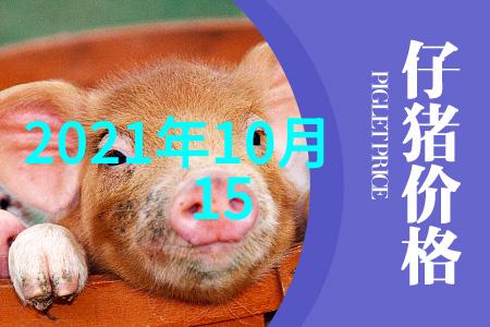 1份鸡吃10个鸡爪我的奇妙养宠记