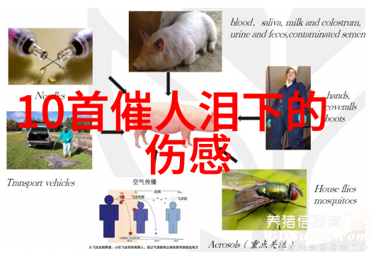 面对媒体和公众关注黄晓明是如何平衡私密与曝光度的