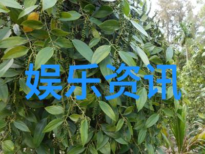 佛山智造梦想园建设进展打造高端制造业集群