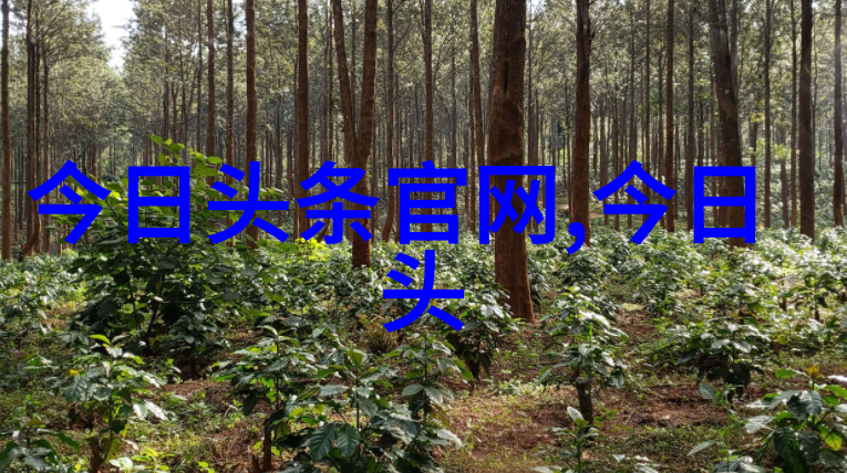 记忆里的旋律时间里的味道新解读老歌经典500首