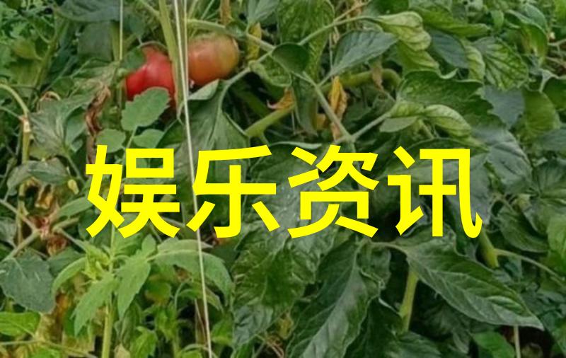 天天娱乐网-星光闪耀乐趣无限探索当代娱乐新风尚