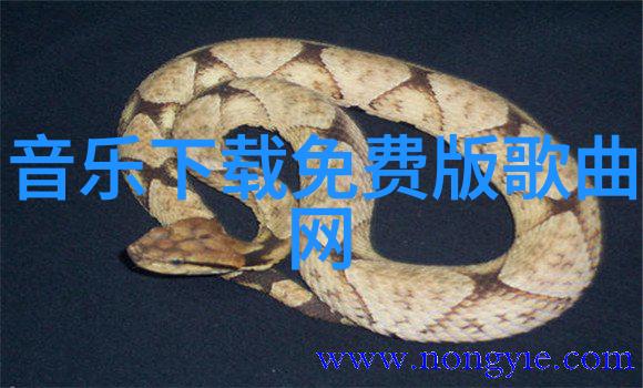 lady gaga空降韩国 准备造型晚三小时出关组图