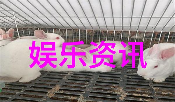 柳岩写真时尚明星的摄影艺术展现