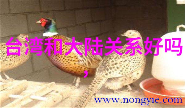 明月照我心电视剧浪漫爱情励志