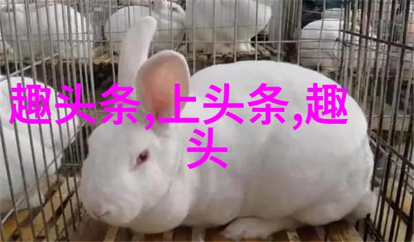 生活点滴我是怎么看网红的