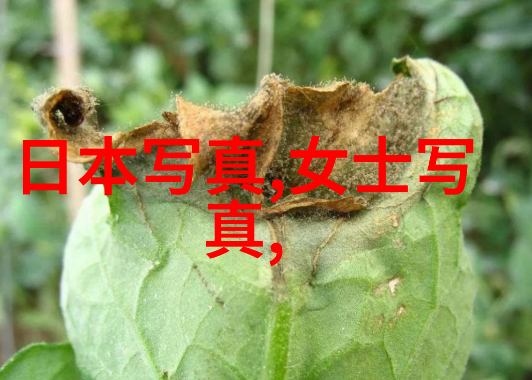 月光下的影院免费视频中的秘密