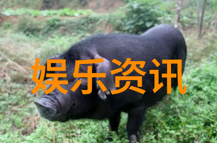 中国顶尖主播综合排名直播行业最受欢迎的主播