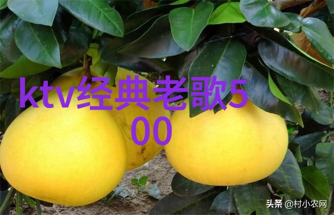 血寡妇我的黑暗恋曲