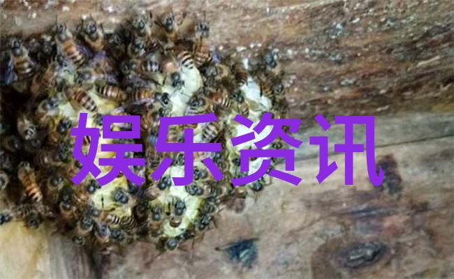木为官-沉稳执掌探索木为官智慧的运用