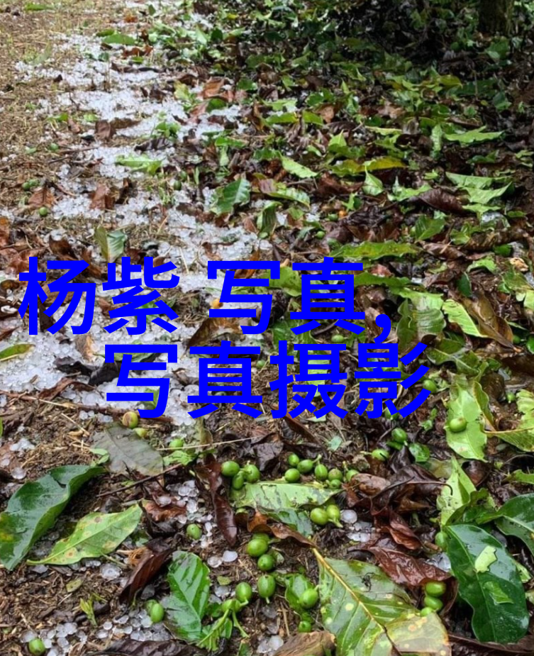 我的岳父会武术 电视剧-江湖传说我岳父的武林奇遇