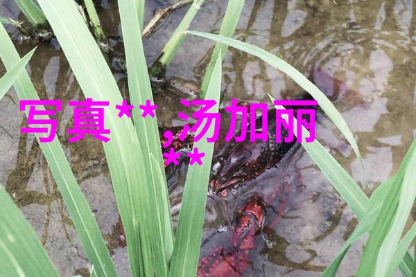 日本综艺风情向往的生活第五季种树劳动中的趣事纷呈三兄妹间温馨相处令人动容