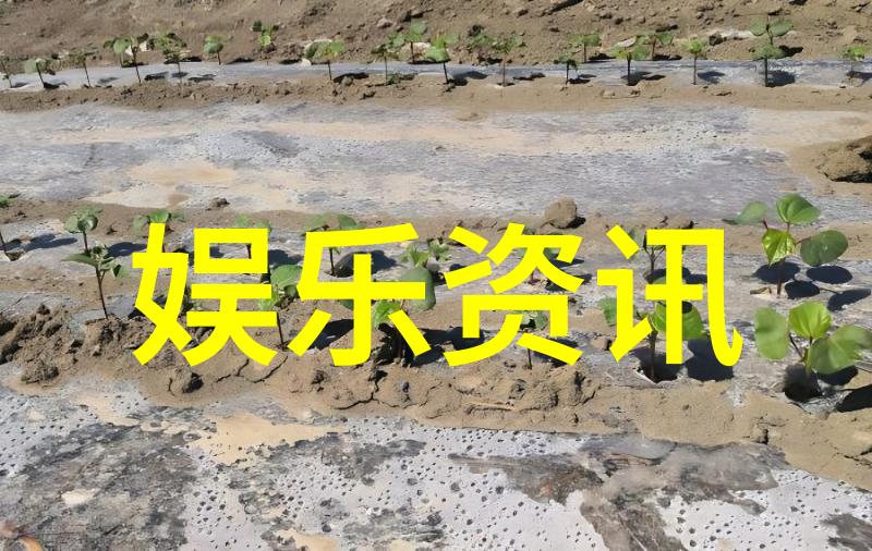 综艺大咖们的玩很大星光闪耀笑料不断
