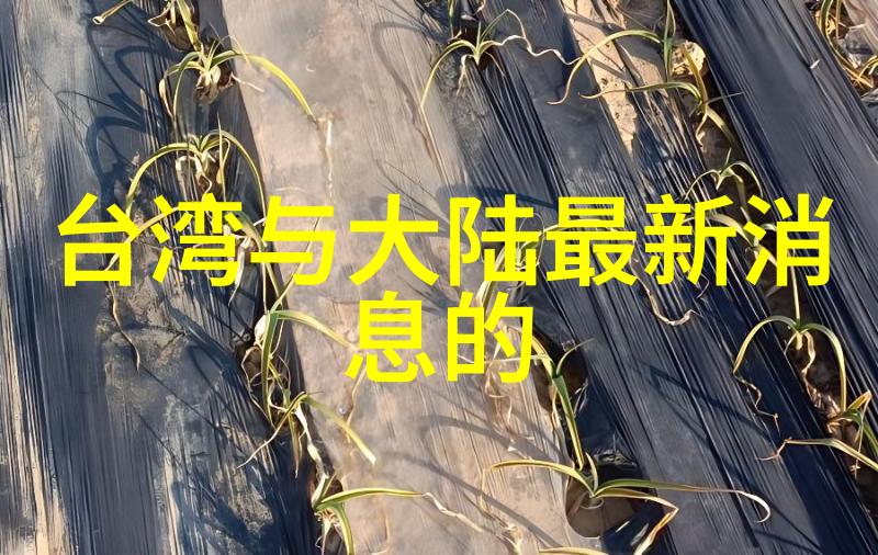 日本综艺节目笑声与奇思妙想的盛宴