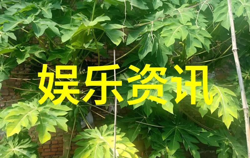 我可以47综艺参与47个不同类型的综艺节目