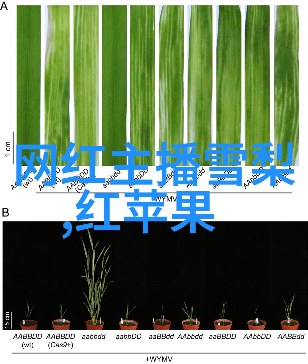 十年一品温如言电影免费观看-温柔岁月追忆十年一品的经典情深