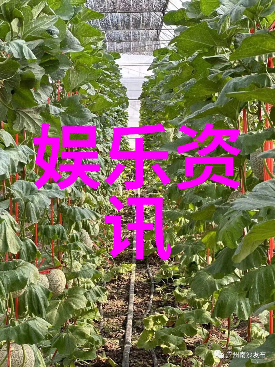 深情的旋律爱情的诗篇与泪痕