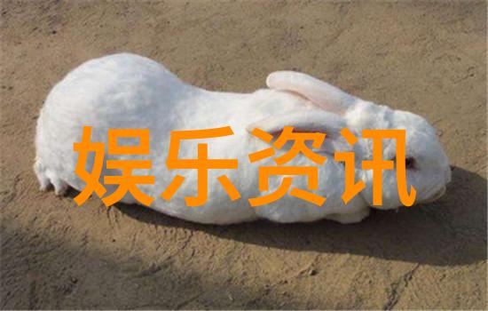 在代号山豹中角色之间的情感纠葛你最看重哪一对关系