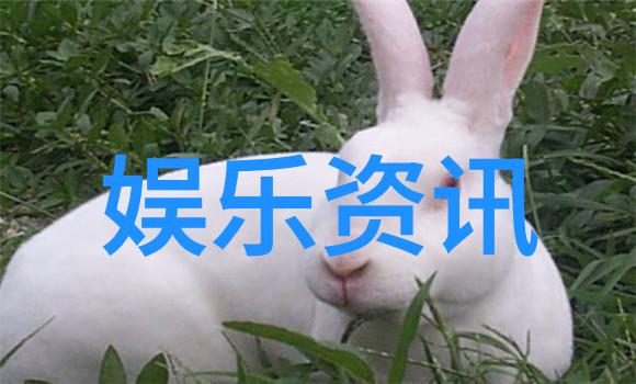 揭秘八卦图的另一面从迷信到娱乐八卦图如何变身成流行文化中的幽默大师