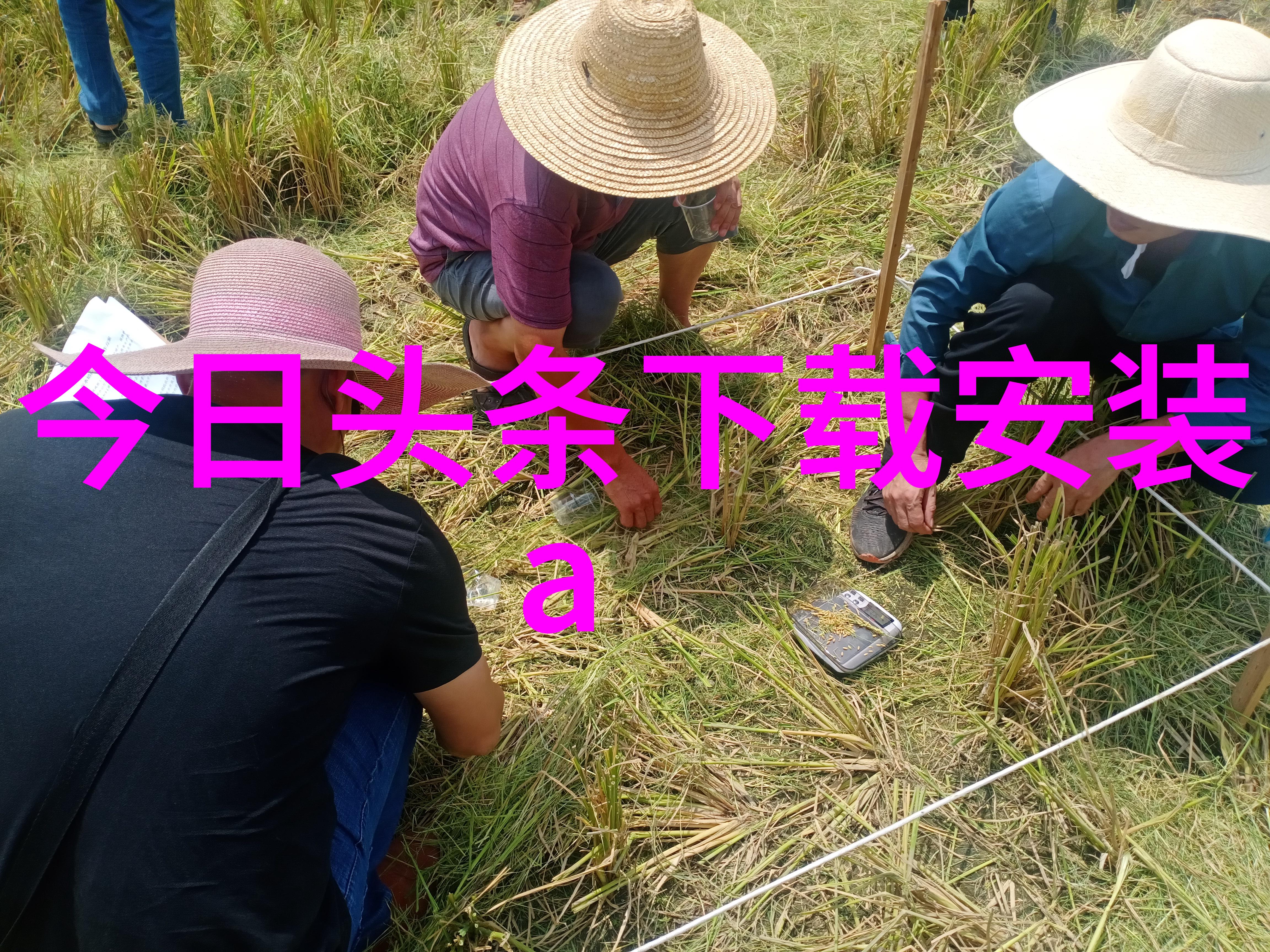 红桃娱乐音乐会红桃娱乐的精彩音乐盛会