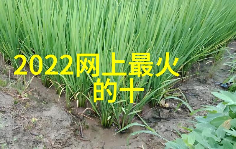 宋智雅恋爱综艺甜蜜告白与真实互动