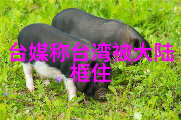 我们的美好生活综艺星光下的家园共筑