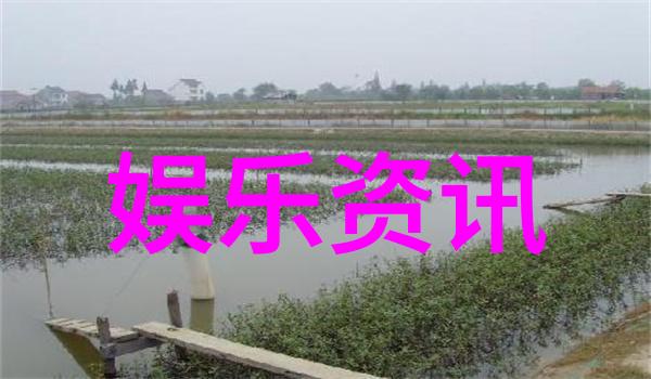 揭秘月光影视大全高清版背后的技术与创新