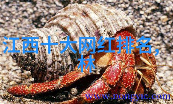 赵丽颖与冯绍峰婚姻解散背后的故事缘分误会与成长