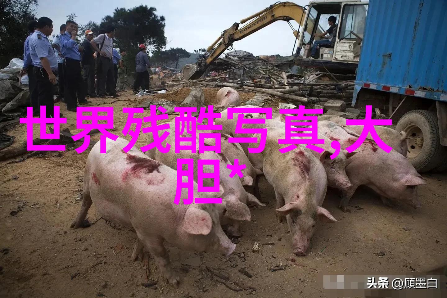 同性明星文化研究镜鉴与反思