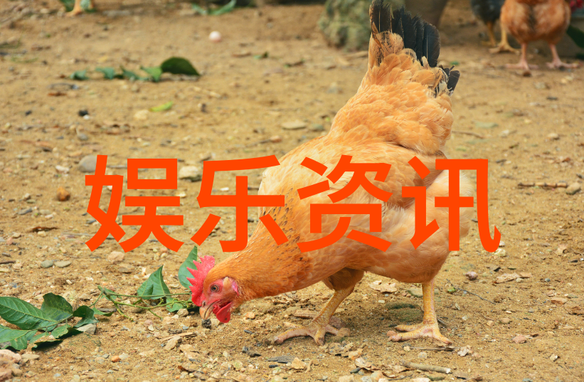 一代一品五百首情感纵横分析经典老歌曲的特点