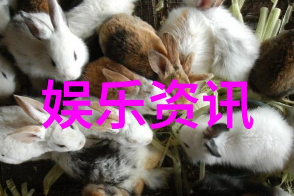 天天娱乐聚焦明星生活的热点资讯平台