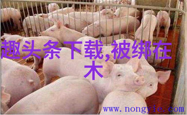震惊人心揭秘听到最劲爆的八卦背后的真相与隐秘故事