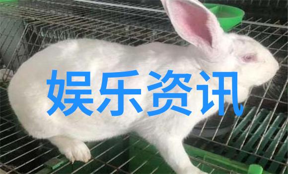 新晋小鲜肉谁将成为下一个流量王