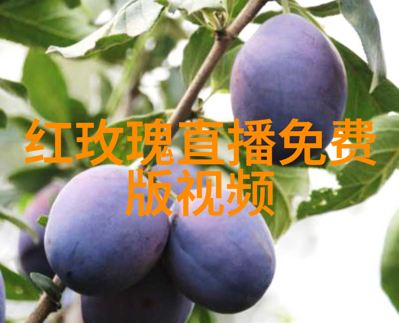 探索最佳摄影地点揭秘拍照技巧与佳期选择