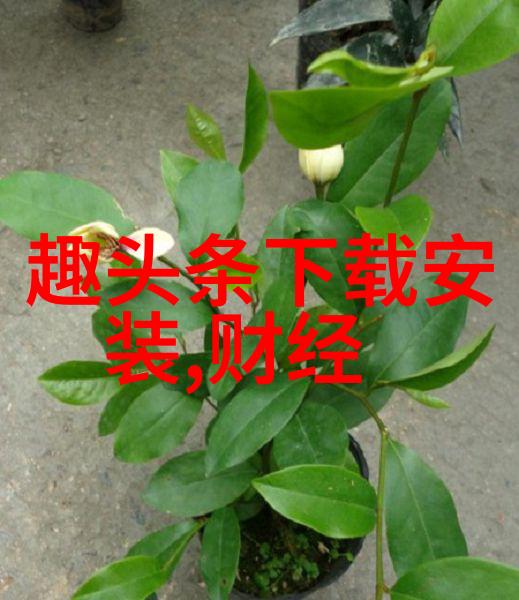 网易娱乐打造全方位娱乐生活平台