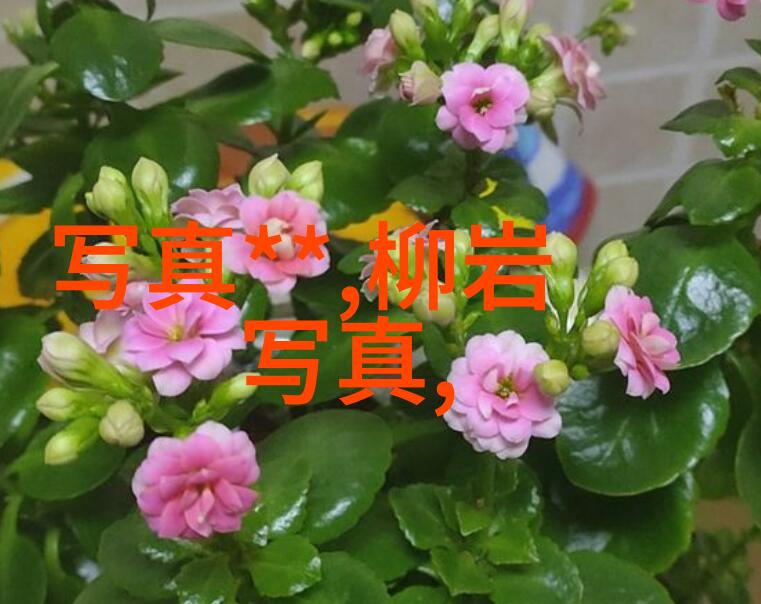高以翔在哪个综艺节目中爆红回顾其精彩时刻