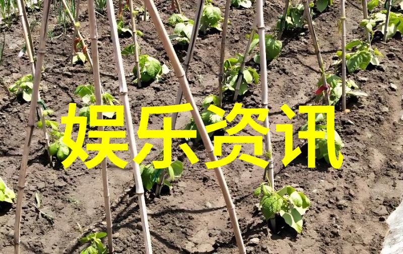 日本恋爱综艺-花样恋情舞台揭秘日本最火热的恋爱秀