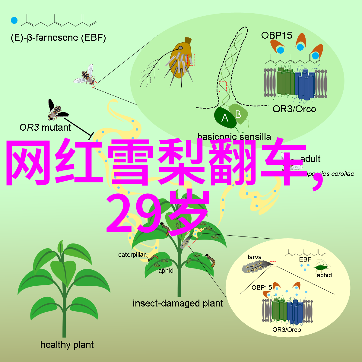 山川的守望晨曦中的一片静谧森林