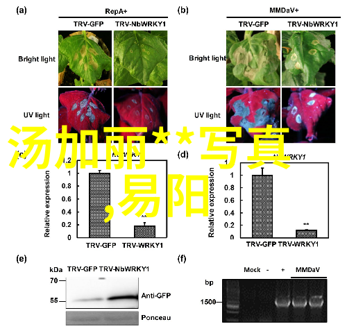 银幕上的教父探索学爸电影背后的文化现象