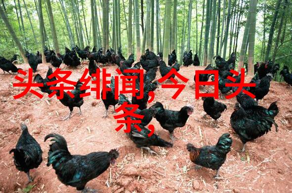 真实性探究解读写真的概念与意义