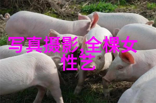 从先后天到命运之轮中国古代星象学的奥秘