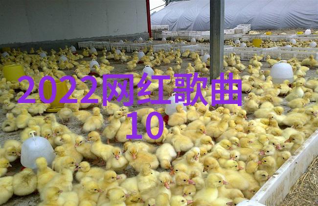 直播界巨擘揭秘一线主播的成功之道