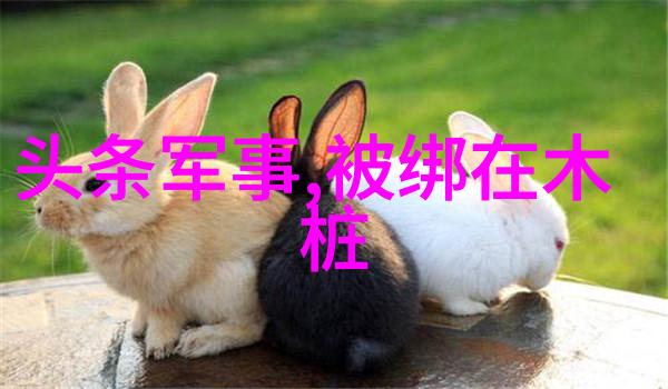 2009年电视剧回顾百花齐放的银屏盛宴