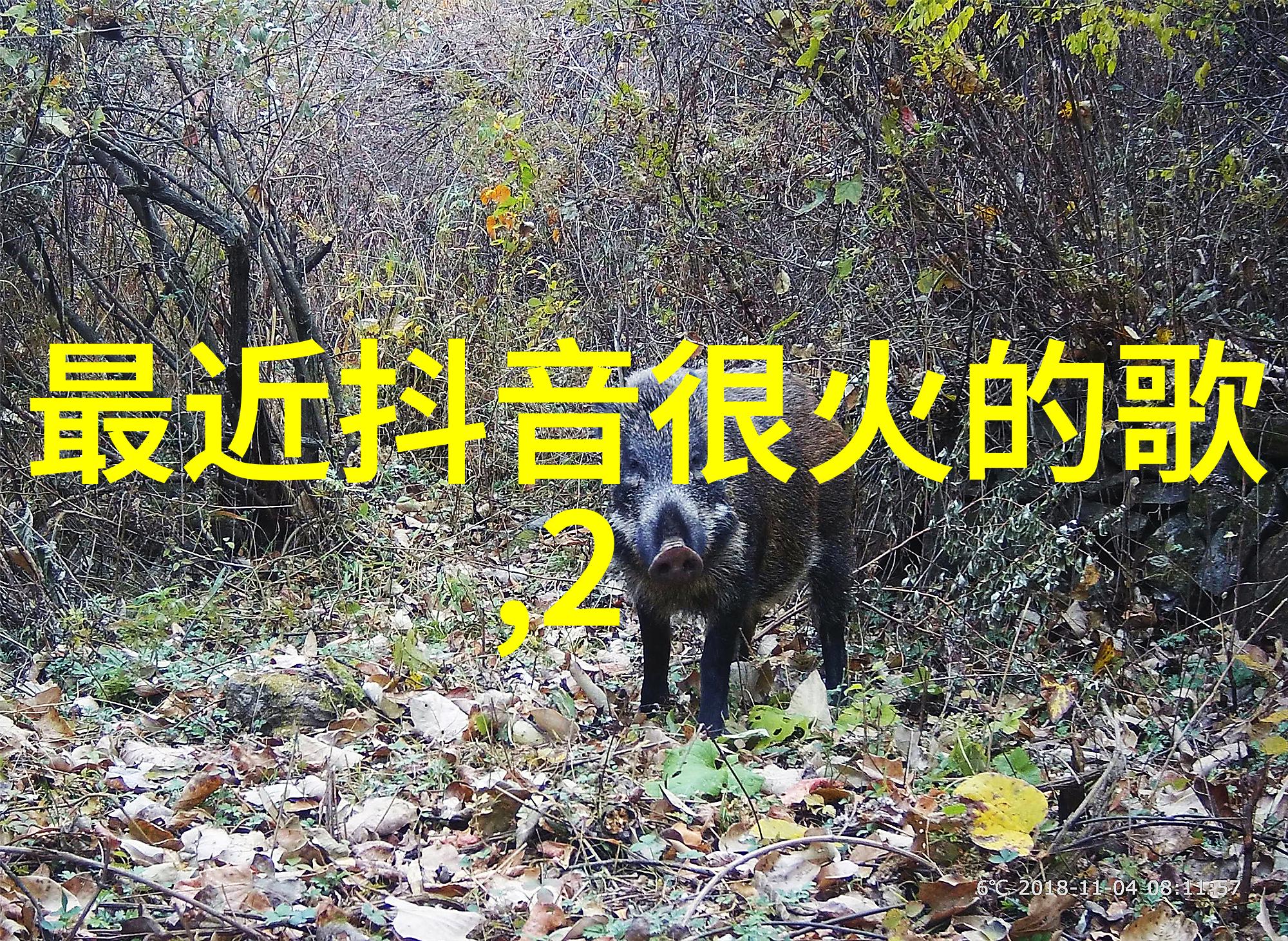 镜头里的自我探索一个人看的片www中的隐喻与真实