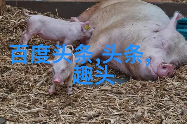 舞台上的奇迹2023年最佳舞蹈节目推荐