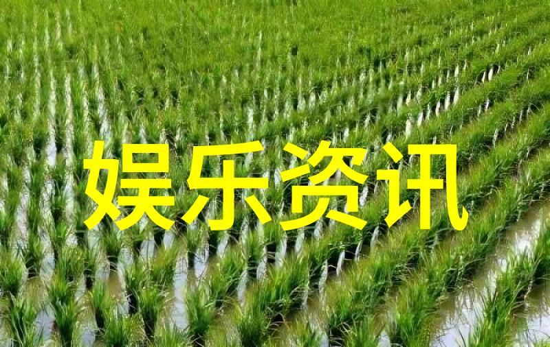 娱乐圈-笑声连连看综艺秀的欢乐时刻
